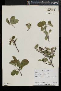 Amelanchier sanguinea image