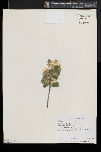 Amelanchier humilis image