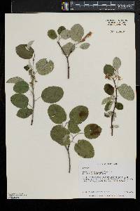 Amelanchier sanguinea image