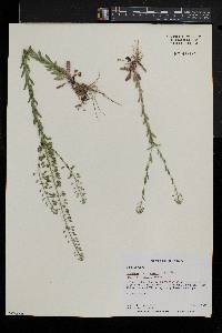 Lepidium campestre image