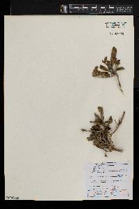 Pavetta gardeniifolia image