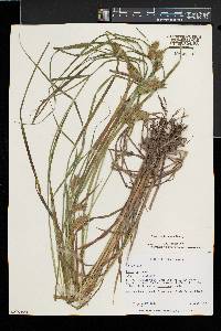 Carex tuckermanii image