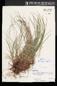 Carex lucorum image