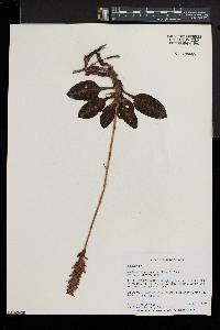 Goodyera pubescens image