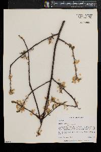 Prunus pensylvanica image