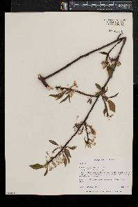 Prunus pensylvanica image