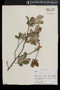 Aronia melanocarpa image