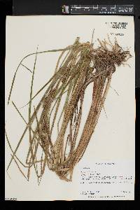 Carex vesicaria image