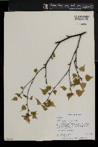 Betula populifolia image