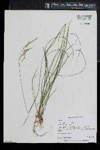 Poa alsodes image