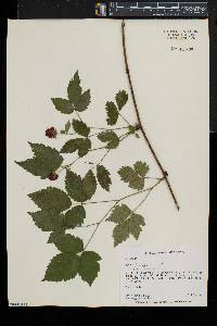 Rubus flagellaris image