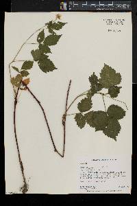 Rubus flagellaris image