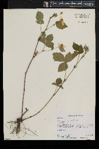 Rubus flagellaris image