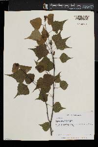 Betula populifolia image