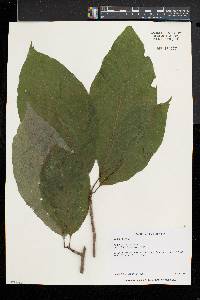 Magnolia acuminata image