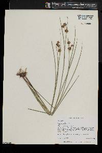 Juncus nodosus image