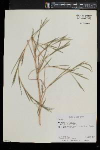 Muhlenbergia frondosa image