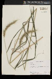 Elymus riparius image