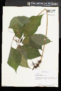 Laportea canadensis image