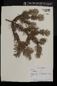 Abies balsamea image