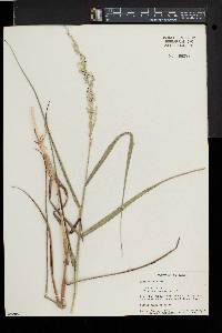 Panicum amarum image