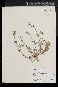 Cerastium fontanum subsp. vulgare image