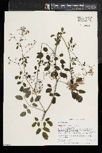 Thalictrum pubescens image