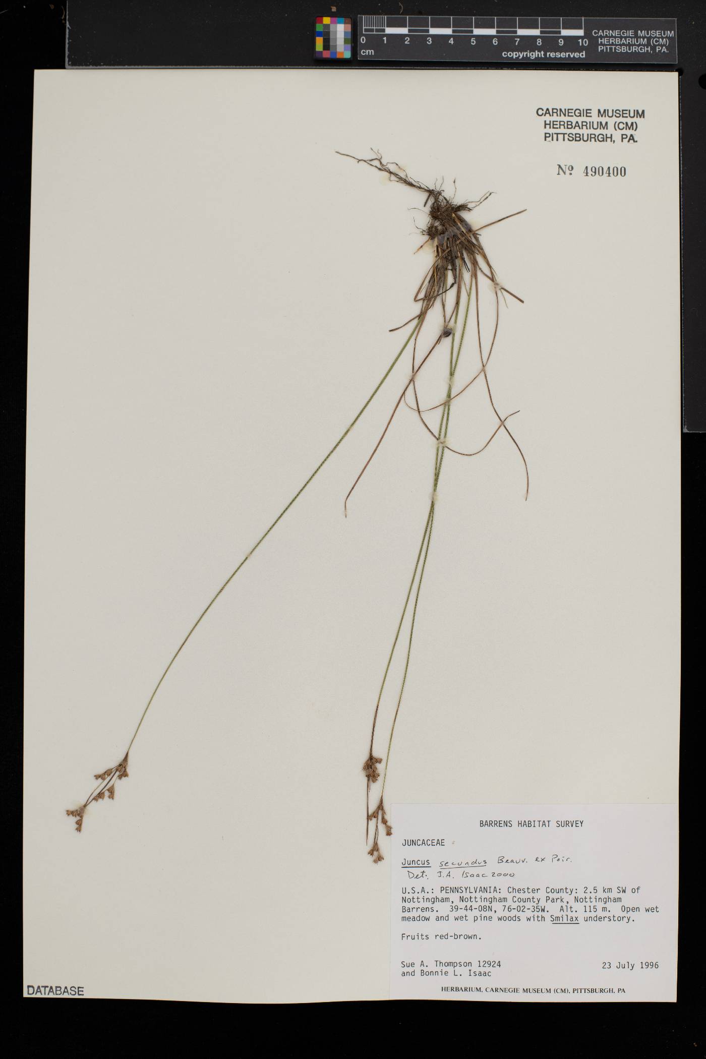 Juncus secundus image