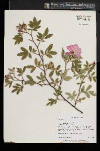 Rosa palustris image