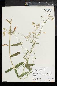 Silene vulgaris image