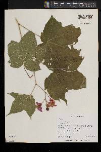 Rubus odoratus image