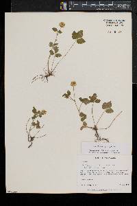 Potentilla indica image