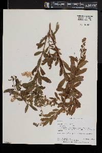 Spiraea alba image