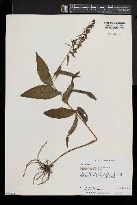 Epipactis helleborine image