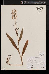 Platanthera psycodes image