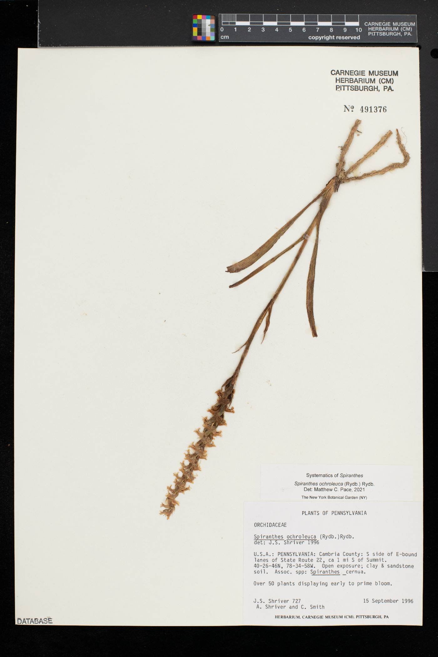 Spiranthes ochroleuca image