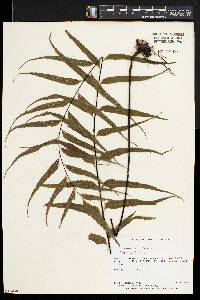 Asplenium serra image