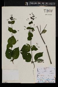Justicia scandens image