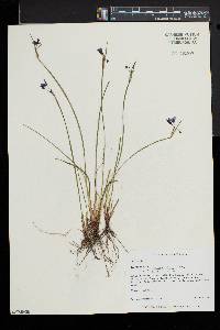 Sisyrinchium mucronatum image