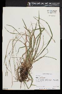 Carex gracilescens image