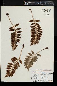 Asplenium obtusatum image