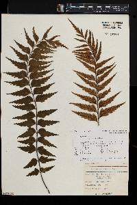 Asplenium polyodon image