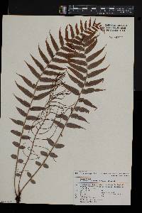 Blechnum filiforme image