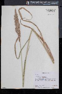Calamagrostis cinnoides image