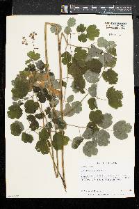 Thalictrum pubescens image