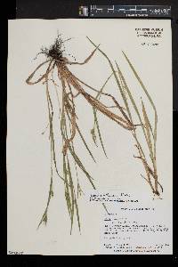 Carex gracilescens image