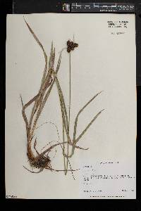 Scirpus hattorianus image