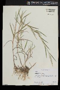 Muhlenbergia frondosa image