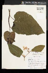 Fallopia sachalinensis image