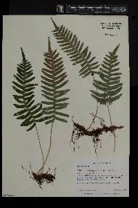 Polypodium appalachianum image